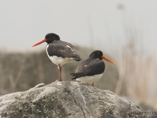 130509 Eurasian Oystercatcher's Eurasian Oystercatcher Sölvesborg leaving