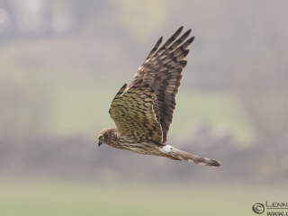 130509 Montagu's Harrier Montagu's Harrier Österlen leaving
