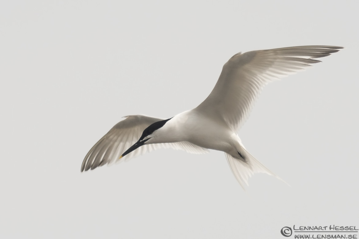 Sandwich Tern Sölvesborg leaving
