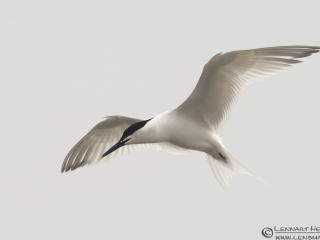 130509 Sandwich Tern Sandwich Tern Sölvesborg leaving