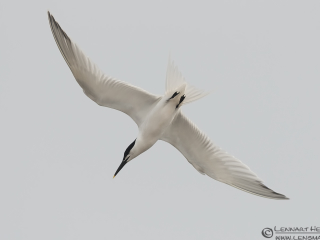 130509 Sandwich Tern diving Diving Sandwich Tern Sölvesborg leaving