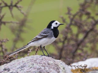 130509 White Wagtail White Wagtail Gråborg leaving
