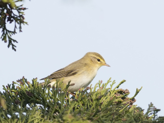 130509 Willow Warbler Willow Warbler Bröttorp leaving