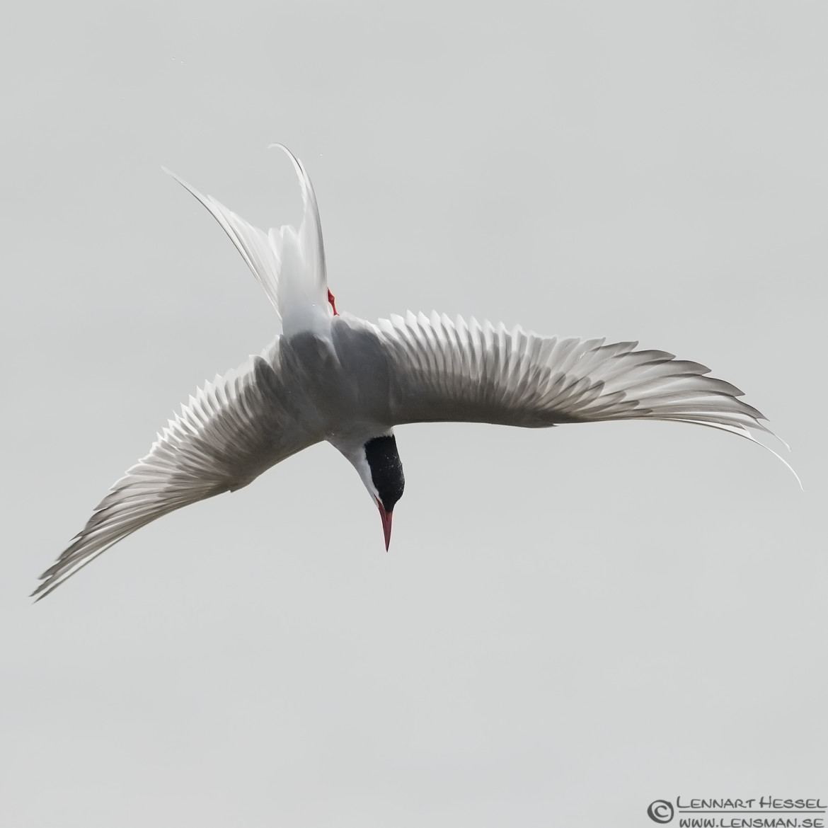 Diving Arctic Tern Beijershamn