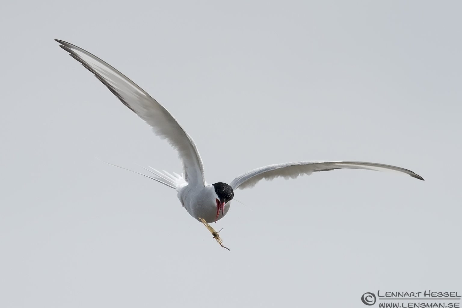 130510 Arctic Tern dropping catch Arctic Tern dropping the catch Beijershamn