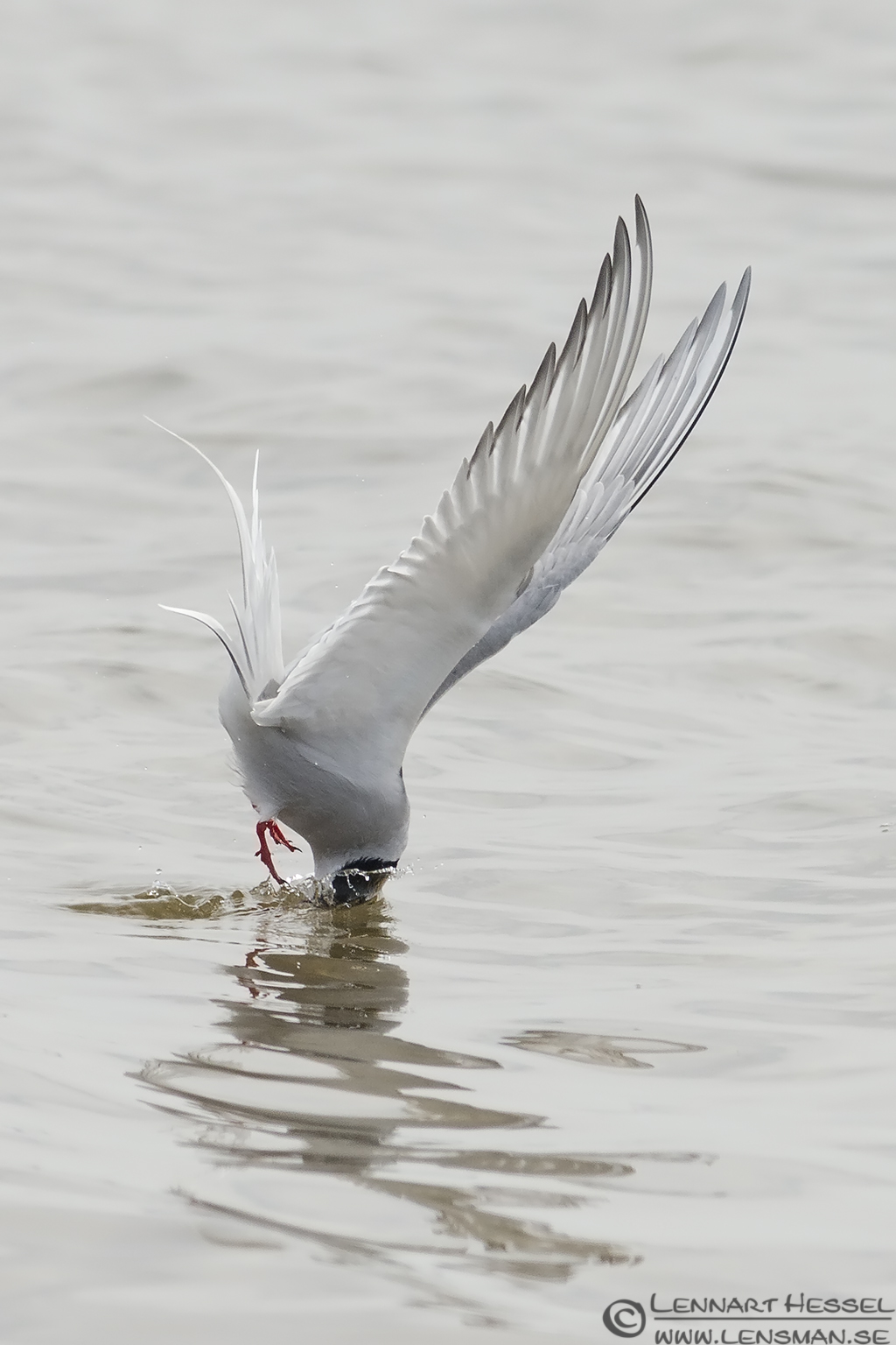130510 Arctic Tern going in Arctic Tern going in Beijershamn