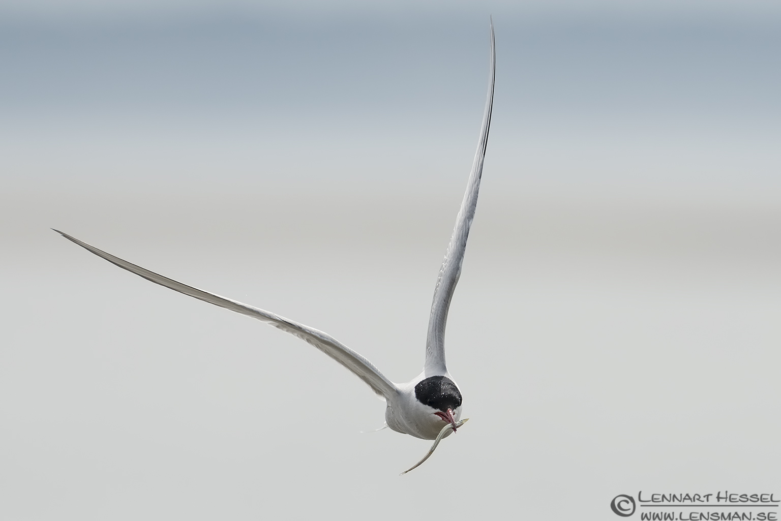 130510 Arctic Tern with a catch Arctic Tern with a catch Beijershamn