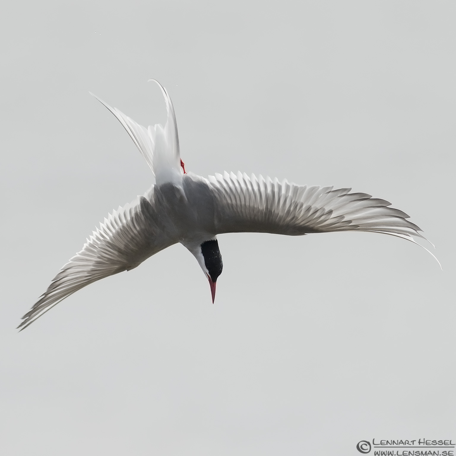 130510 Arctic Tern Diving Arctic Tern Beijershamn