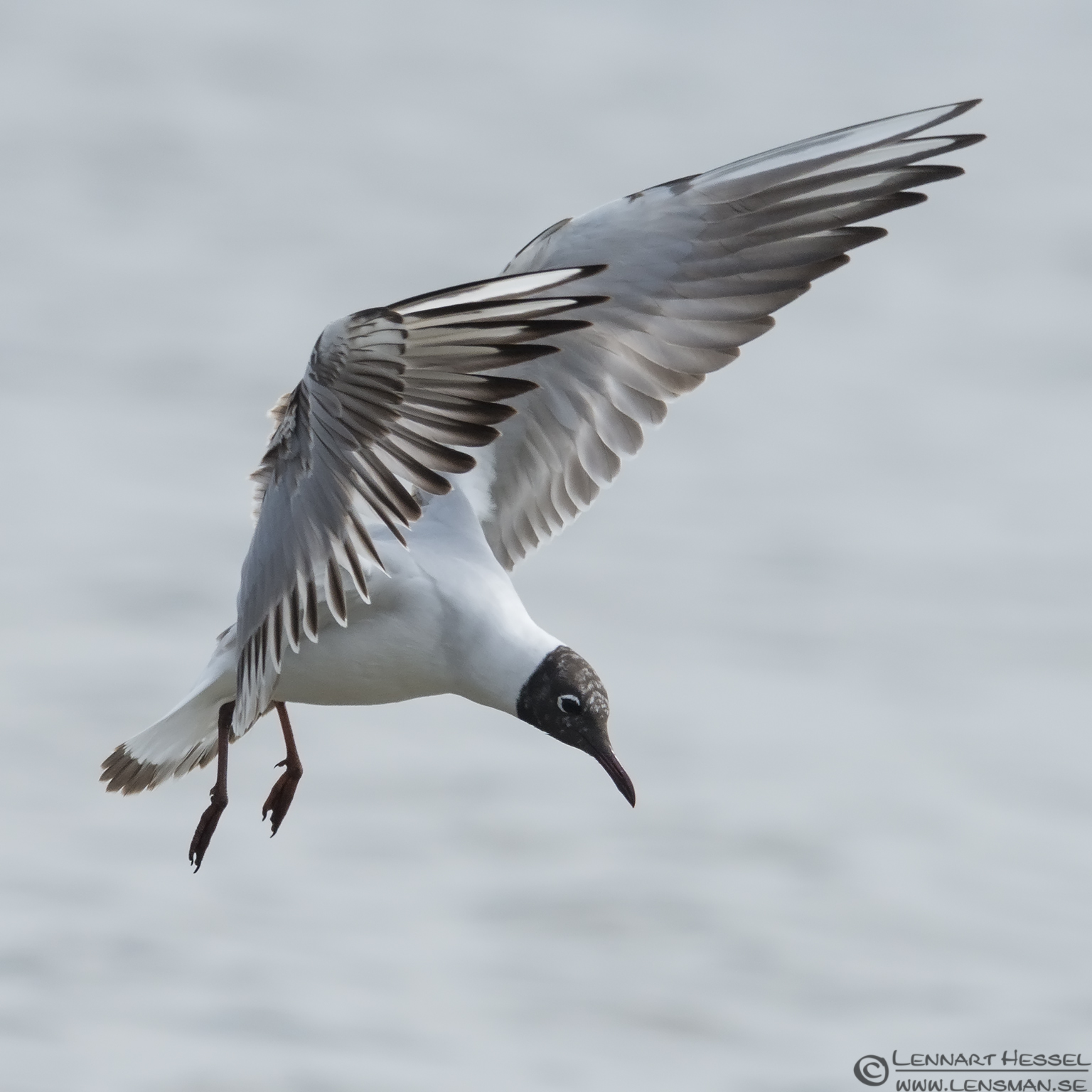 130510 Black-headed Gull Black-headed Gull Beijershamn