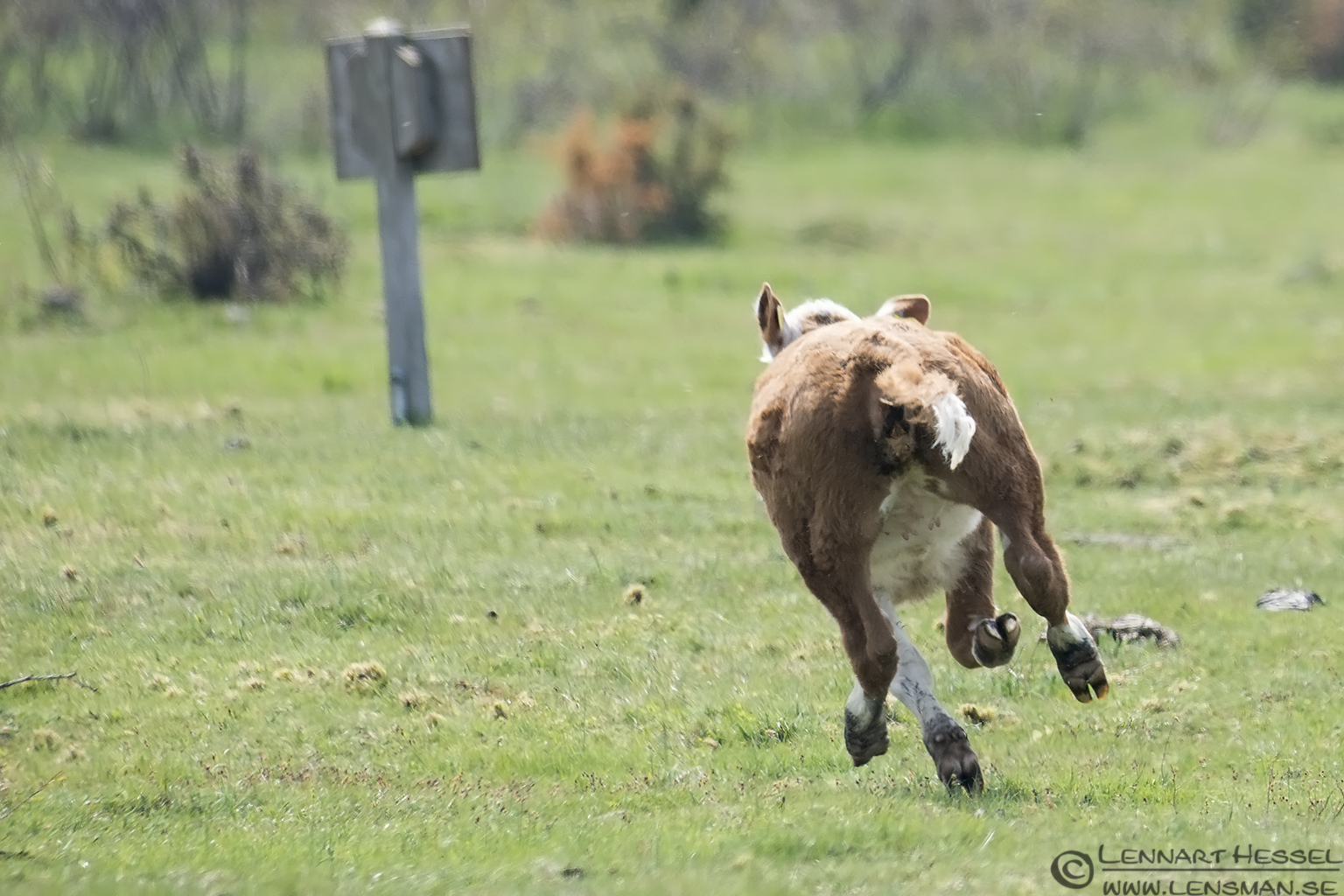 130510 Calf running Running calf Beijershamn