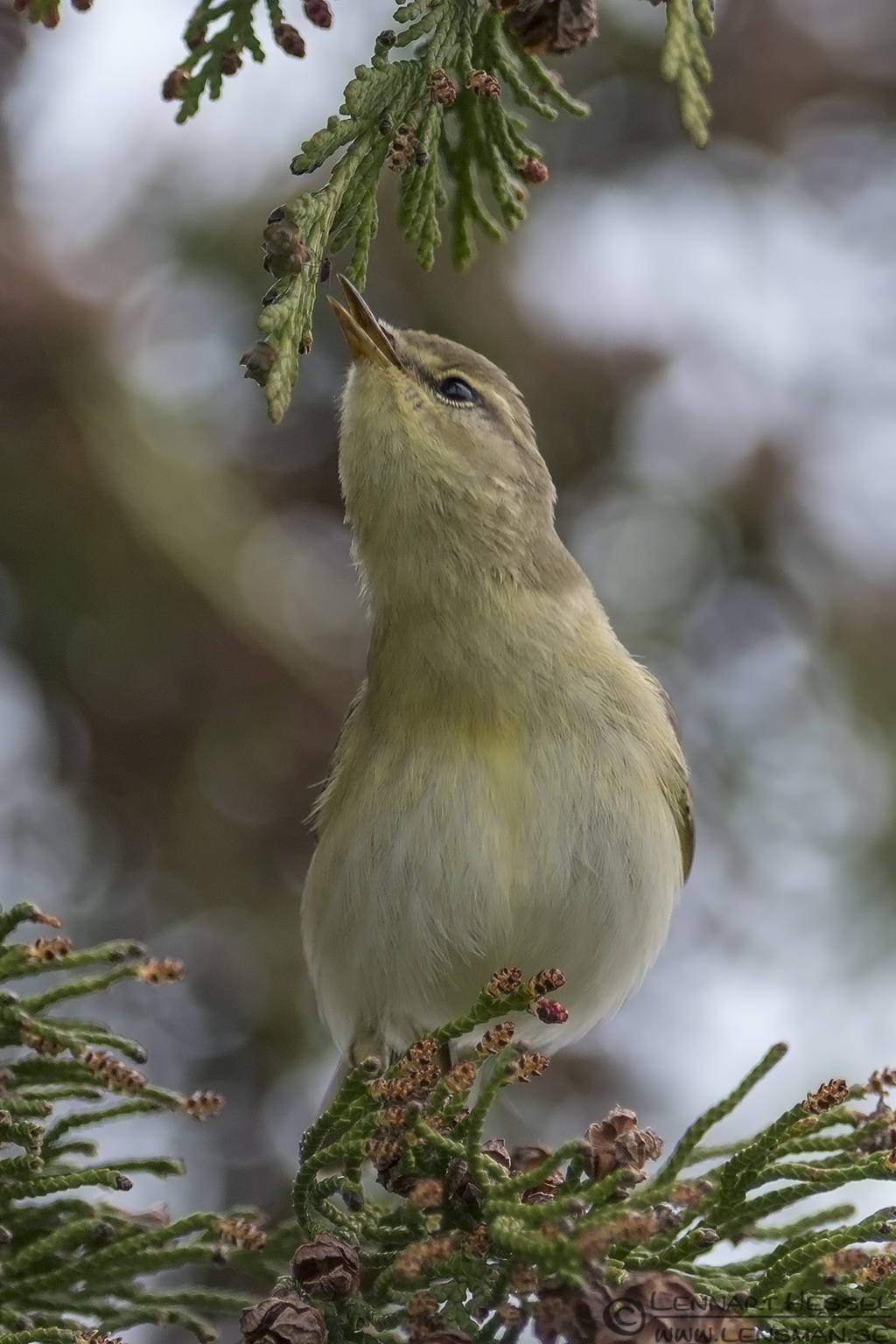130510 Common Chiffchaff feeding Common Chiffchaff Beijershamn