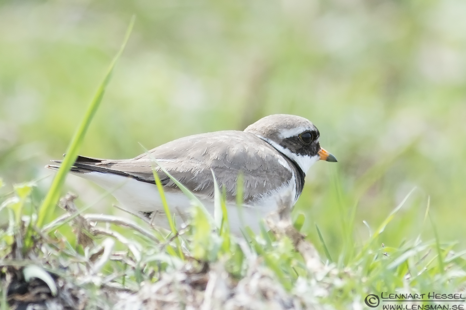 130510 Common Ringed Plover Common Ringed Plover Beijershamn