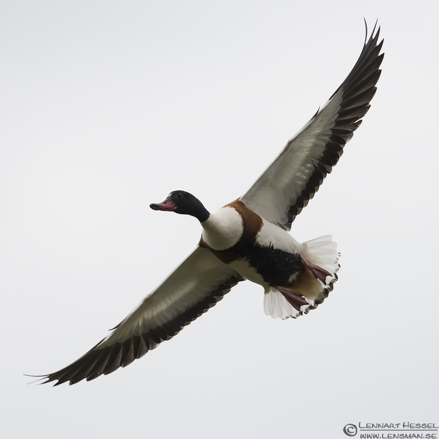 130510 Common Shelduck Common Shelduck Beijershamn