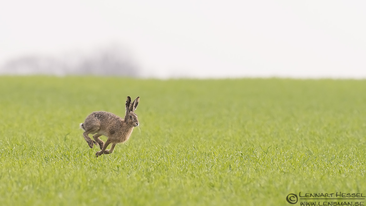 European Hare Beijershamn