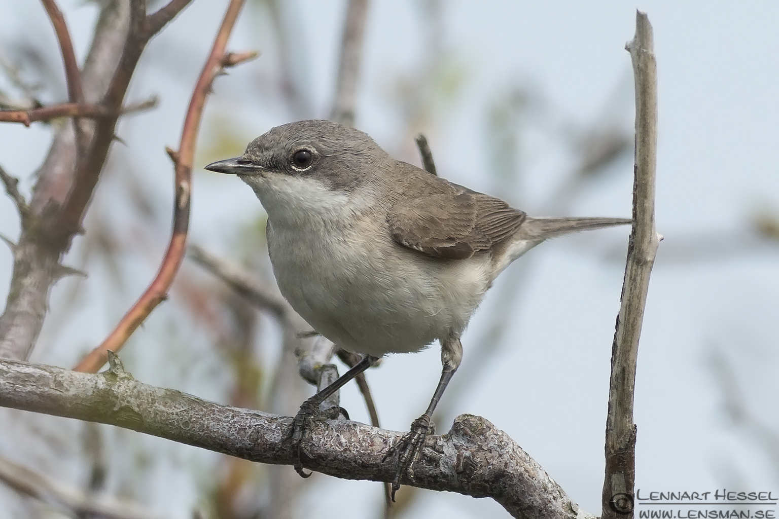 130510 Lesser Whitethroat Lesser Whitethroat Beijershamn