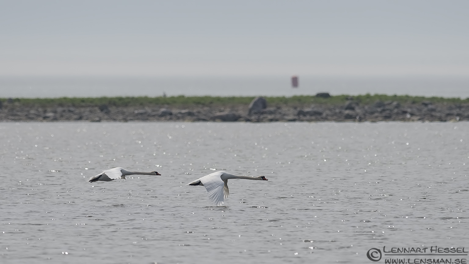 130510 Mute Swans Mute Swans Beijershamn