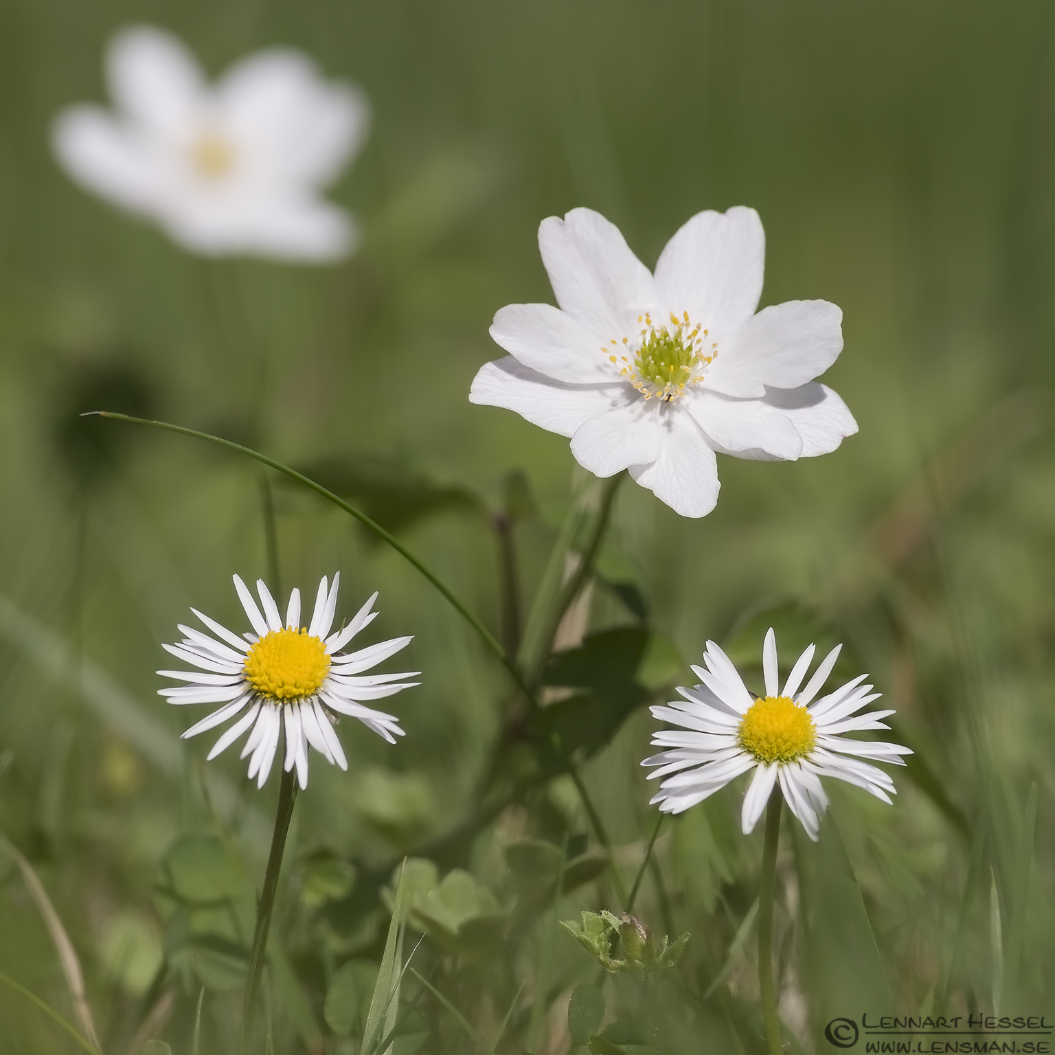 130511 Oxeye Daisy & Wood Anemone Oxeye Daisy and Wood Anemone Goose