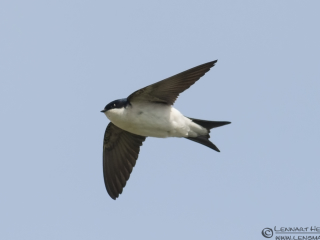 130512 Common House Martin Common House Martin Nightingale