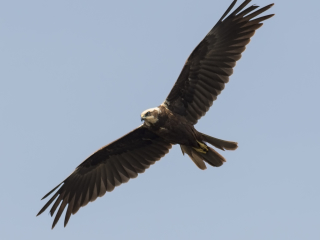 130512 Marsh Harrier female Female Marsh Harrier nightingale