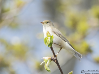 130512 Sedge Warbler Sedge Warbler nightingale
