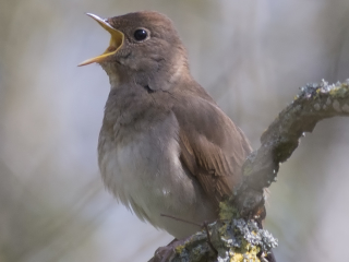 130512 Thrush Nightingale Thrush Nightingale