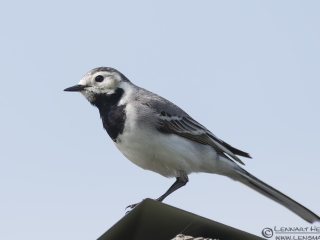 130512 White Wagtail White Wagtail nightingale