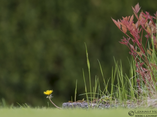 130525 Dandelion Dandelion West Gothland