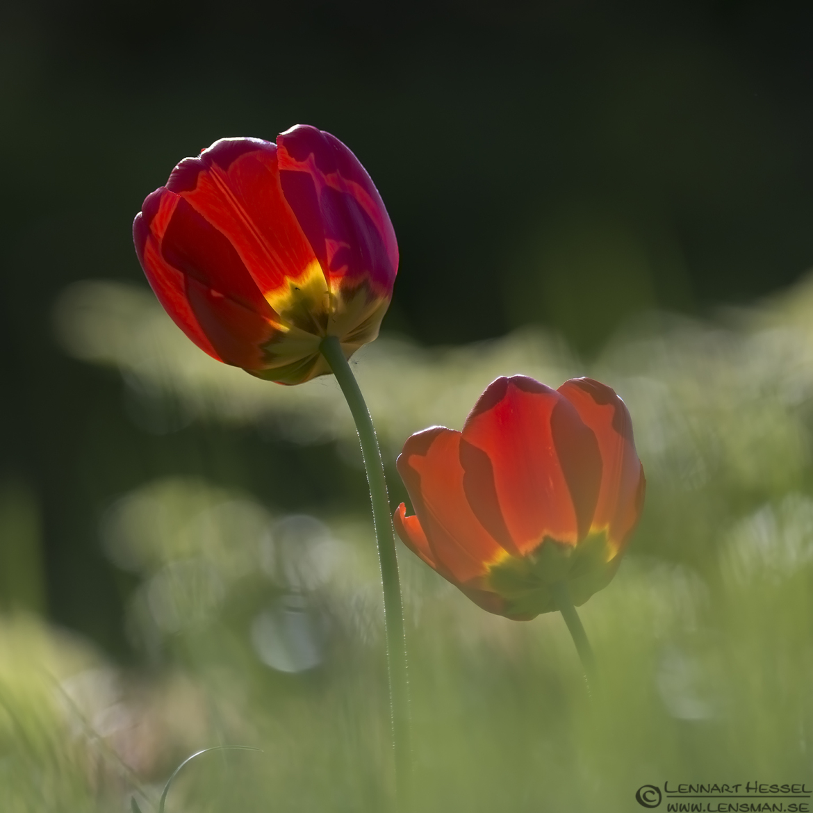 Red Tulip West Gothland