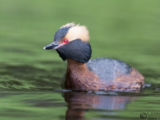 130526 Horned Grebe breeding plumage Horned Grebe in breeding plumage West Gothland