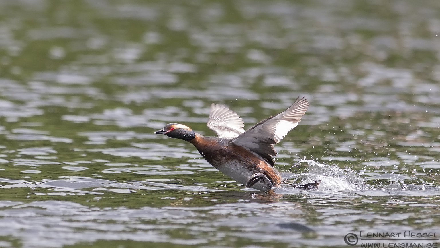 Running Horned Grebe West Gothland