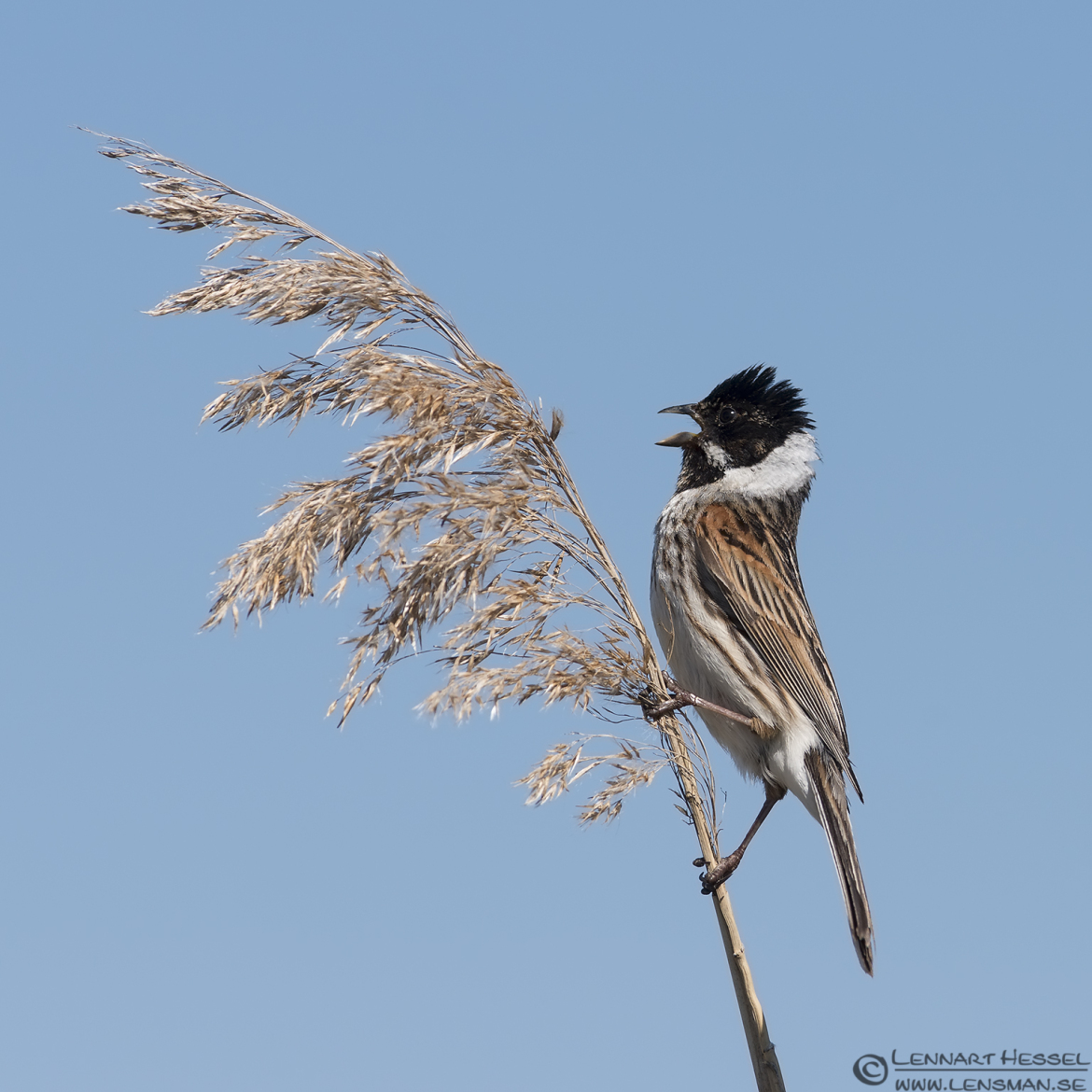 Common Reed Bunting Getterön Halland