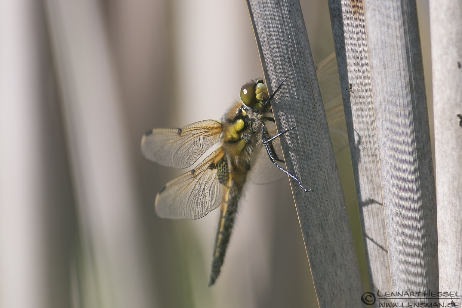 130601 Four-spotted Chaser Four-spotted Chaser at Källtorp Wetlands Halland