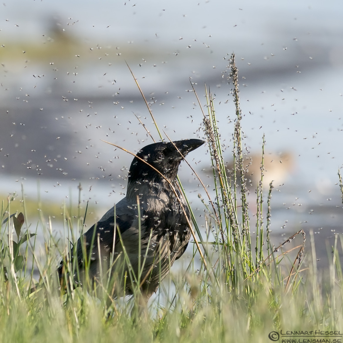 Hooded Crow Trönninge ängar Halland