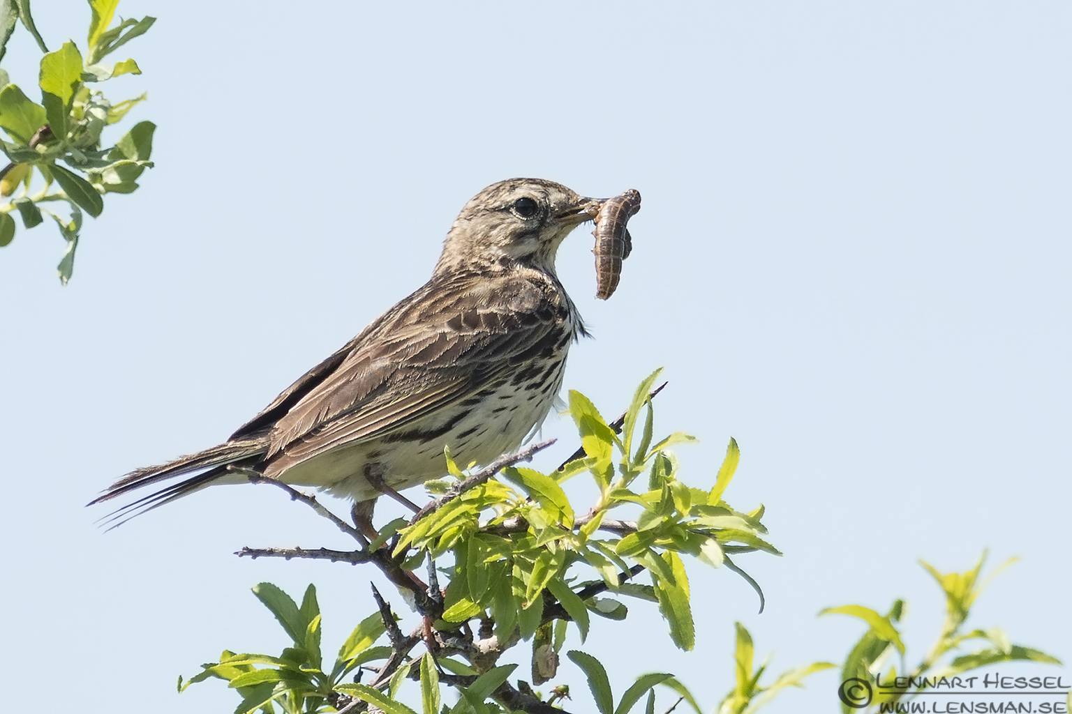 130601 Meadow Pipit Meadow Pipit Båtafjorden Halland