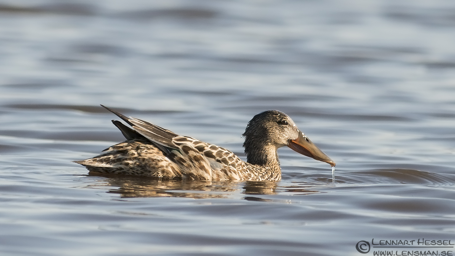 130601 Northern Shoveler Female Northern Shoveler Trönninge ängar Halland