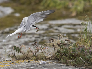 Common Tern food delivery colony