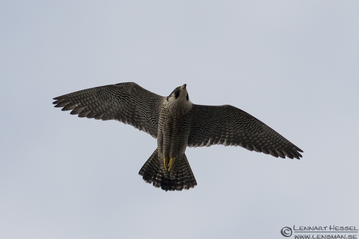 Peregrine Falcon colony