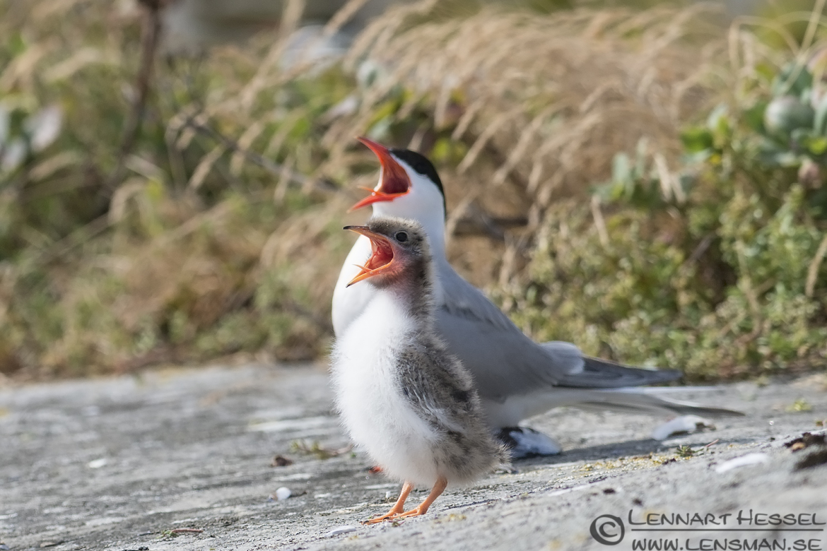 Common Tern duo calling colony