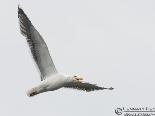 130621 Great Black-backed Gull Great Black-backed Gull midsummer
