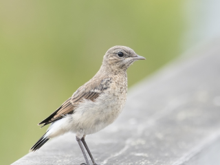 130621 Northern Wheatear Northern Wheatear midsummer