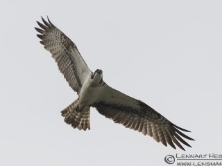 130621 Osprey Osprey midsummer
