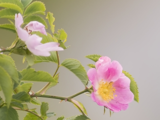 130621 Pink flower Pink flower midsummer