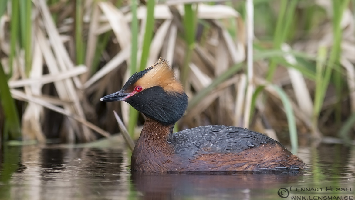 Horned Grebe wild bird