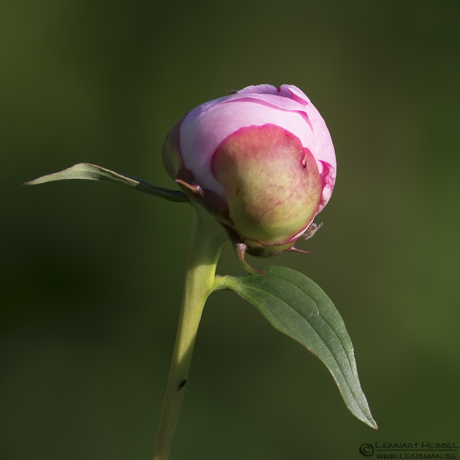 130705 Bud Bud visit West Gothland