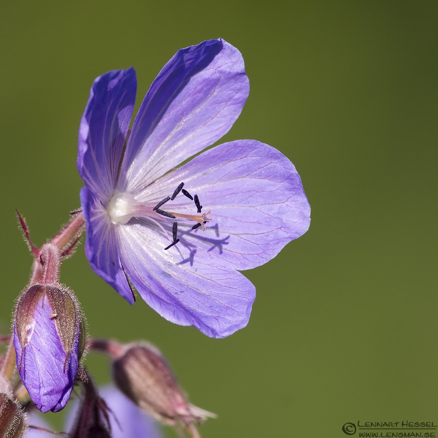 130705 Flower Flower visit West Gotland