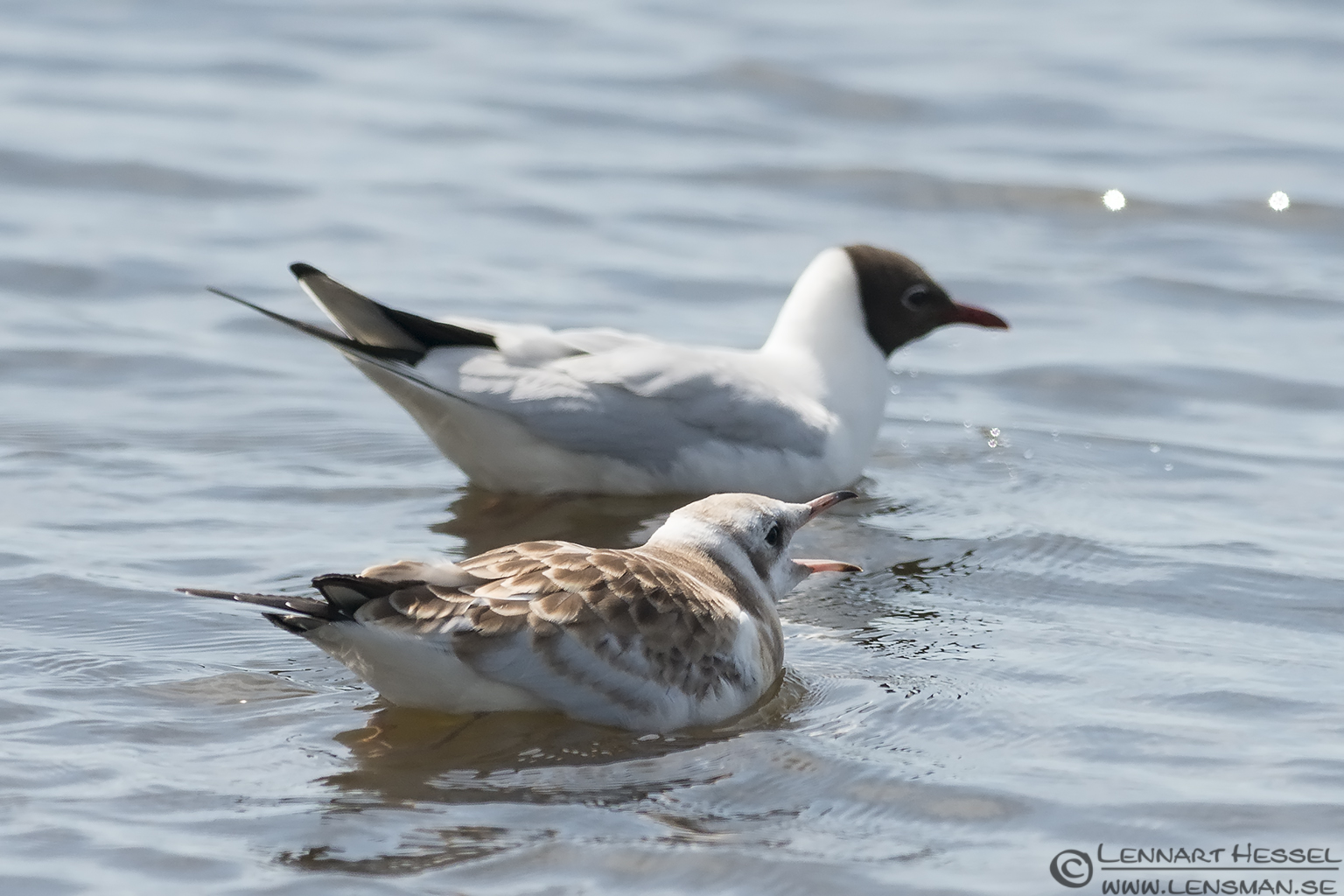 130706 Black-headed Gull begging Begging Black-headed Gull visit West Gotland