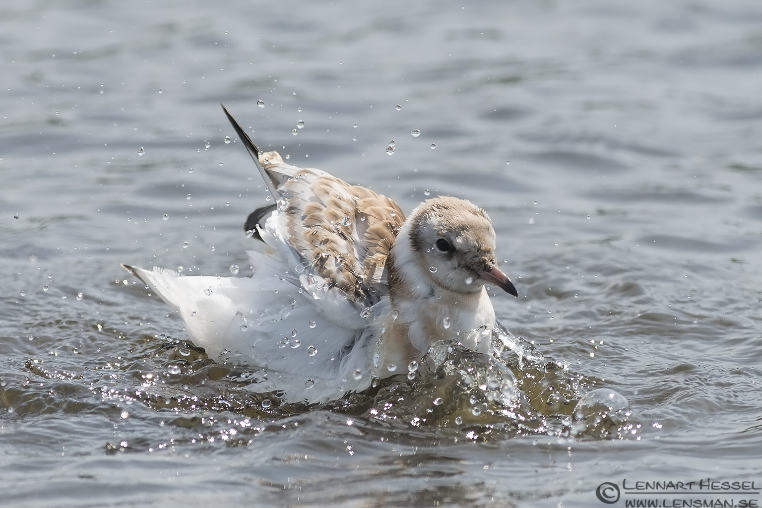 130706 Black-headed Gull washing Black-headed Gull visit West Gotland