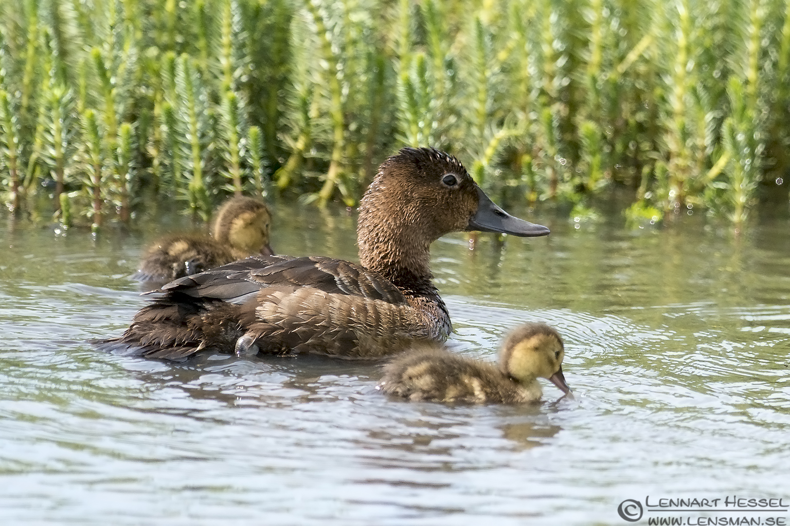 130706 Common Pochard family Common Pochard family visit West Gotland