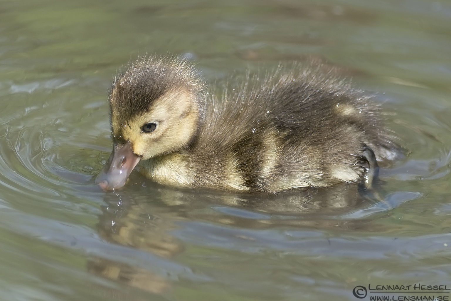 130706 Common Pochard young Common Pochard young visit West Gotland