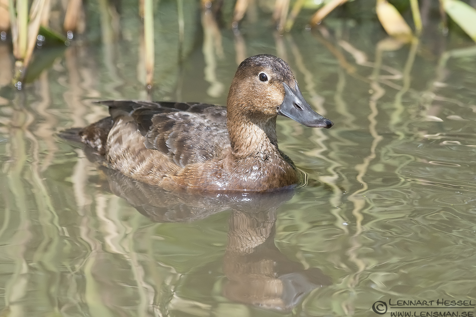 130706 Common Pochard Common Pochard visit West Gotland